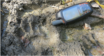 A photograph of an animal footprint in mud with a handheld GPS unit next to it on the ground